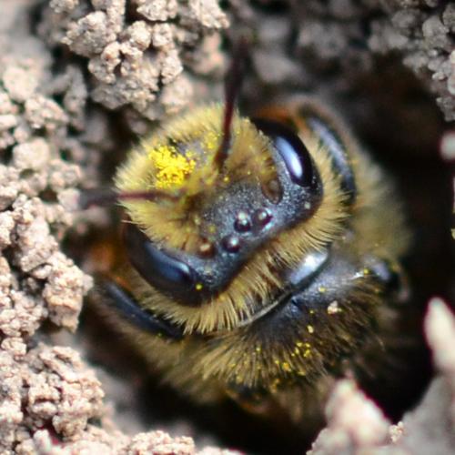 Andrena (livens-nigroolivacea)